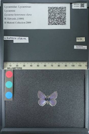 Media type: image;   Entomology 183641